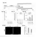 Fig. 13 - Reprogramming of cells to a new fate