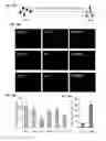 Fig. 22 - Reprogramming of cells to a new fate