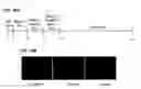 Fig. 23 - Reprogramming of cells to a new fate