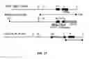 Fig. 24 - Reprogramming of cells to a new fate