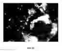 Fig. 27 - Reprogramming of cells to a new fate