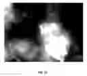 Fig. 28 - Reprogramming of cells to a new fate