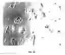 Fig. 32 - Reprogramming of cells to a new fate