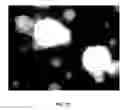 Fig. 34 - Reprogramming of cells to a new fate