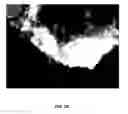Fig. 35 - Reprogramming of cells to a new fate