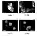 Fig. 37 - Reprogramming of cells to a new fate