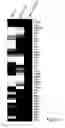 Fig. 35 - METHOD FOR PRODUCING TISSUE AND ORGAN