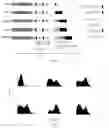 Fig. 03 - Nucleic acids encoding chimeric antigen receptor proteins which bind epidermal growth factor receptor and T lymphocyte expressing the protein