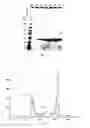 Fig. 02 - High load enzyme immobilization by crosslinking