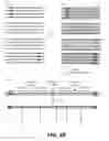 Fig. 07 - COMPOSITIONS AND METHODS FOR SYNTHETIC GENE ASSEMBLY