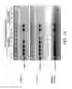 Fig. 02 - Small interfering RNA and pharmaceutical composition and method for inhibiting galectin-12 expression and/or enhancing lipolysis containing the same