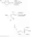 Fig. 161 - Compositions and methods for modulating complement factor B expression
