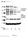 Fig. 04 - Host cells for use in an inducible coexpression system