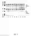 Fig. 06 - Host cells for use in an inducible coexpression system