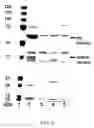 Fig. 07 - Host cells for use in an inducible coexpression system