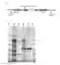 Fig. 02 - Method for producing archaeal protein