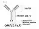 Fig. 02 - METHOD FOR MANUFACTURING TRANSGENIC PLANT PRODUCING IMMUNOGENIC COMPLEX PROTEINS AND IMMUNOGENIC COMPLEX PROTEINS OBTAINED THEREFROM