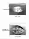 Fig. 08 - Pathogen resistant citrus compositions, organisms, systems, and methods