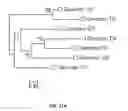 Fig. 19 - Pathogen resistant citrus compositions, organisms, systems, and methods
