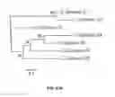Fig. 20 - Pathogen resistant citrus compositions, organisms, systems, and methods