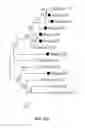 Fig. 22 - Pathogen resistant citrus compositions, organisms, systems, and methods