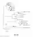 Fig. 27 - Pathogen resistant citrus compositions, organisms, systems, and methods