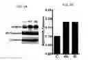 Fig. 02 - Endothelial-targeted Adenoviral Vectors, Methods and Uses Therefor