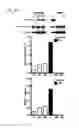 Fig. 05 - Endothelial-targeted Adenoviral Vectors, Methods and Uses Therefor