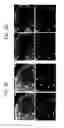 Fig. 07 - Endothelial-targeted Adenoviral Vectors, Methods and Uses Therefor