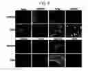 Fig. 08 - Endothelial-targeted Adenoviral Vectors, Methods and Uses Therefor