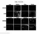 Fig. 10 - Endothelial-targeted Adenoviral Vectors, Methods and Uses Therefor