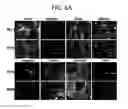 Fig. 13 - Endothelial-targeted Adenoviral Vectors, Methods and Uses Therefor