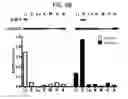 Fig. 17 - Endothelial-targeted Adenoviral Vectors, Methods and Uses Therefor