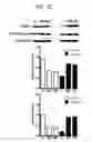 Fig. 20 - Endothelial-targeted Adenoviral Vectors, Methods and Uses Therefor