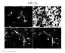 Fig. 26 - Endothelial-targeted Adenoviral Vectors, Methods and Uses Therefor
