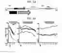 Fig. 27 - Endothelial-targeted Adenoviral Vectors, Methods and Uses Therefor