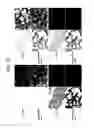 Fig. 28 - Endothelial-targeted Adenoviral Vectors, Methods and Uses Therefor