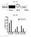 Fig. 31 - Endothelial-targeted Adenoviral Vectors, Methods and Uses Therefor