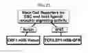 Fig. 32 - Endothelial-targeted Adenoviral Vectors, Methods and Uses Therefor