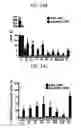 Fig. 36 - Endothelial-targeted Adenoviral Vectors, Methods and Uses Therefor