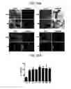 Fig. 37 - Endothelial-targeted Adenoviral Vectors, Methods and Uses Therefor