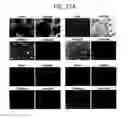 Fig. 43 - Endothelial-targeted Adenoviral Vectors, Methods and Uses Therefor