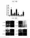 Fig. 45 - Endothelial-targeted Adenoviral Vectors, Methods and Uses Therefor