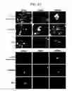 Fig. 47 - Endothelial-targeted Adenoviral Vectors, Methods and Uses Therefor