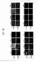 Fig. 51 - Endothelial-targeted Adenoviral Vectors, Methods and Uses Therefor