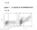 Fig. 03 - COMPOSITIONS AND METHOD FOR IDENTIFYING ENZYME AND TRANSPORT PROTEIN INHIBITORS