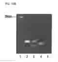 Fig. 46 - COMPOSITIONS AND METHOD FOR IDENTIFYING ENZYME AND TRANSPORT PROTEIN INHIBITORS