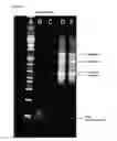 Fig. 07 - METHODS AND COMPOSITIONS FOR DETECTION OF ANALYTES