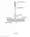 Fig. 04 - Nanopore-based single DNA molecule characterization, identification and isolation using speed bumps