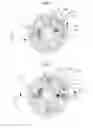 Fig. 04 - Camshaft adjuster